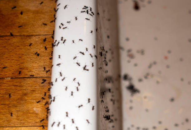 Best Termite Control Services  in Dalton, GA
