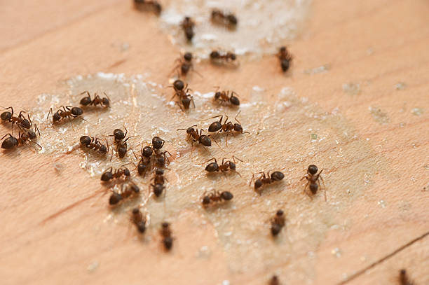Best Pest Prevention Services  in Dalton, GA