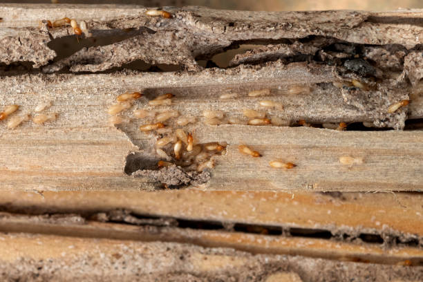 Best Flea Control Services  in Dalton, GA