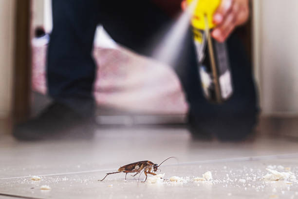 Best Affordable Pest Control Services  in Dalton, GA